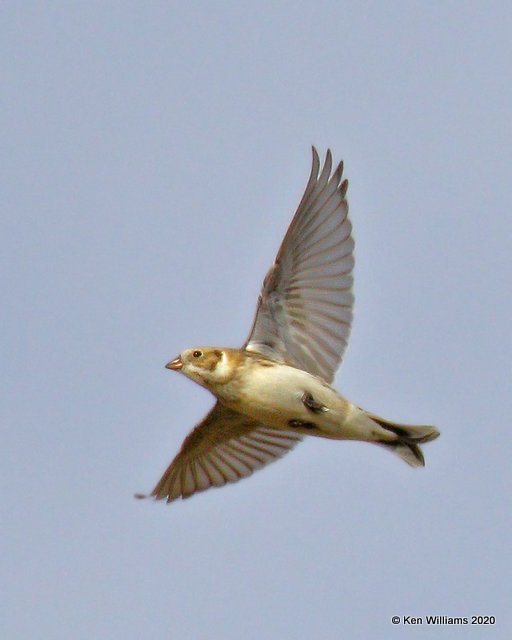 Lapland Longspur, Cimarron Co, OK, 2-1-20, Jpa_07480.jpg