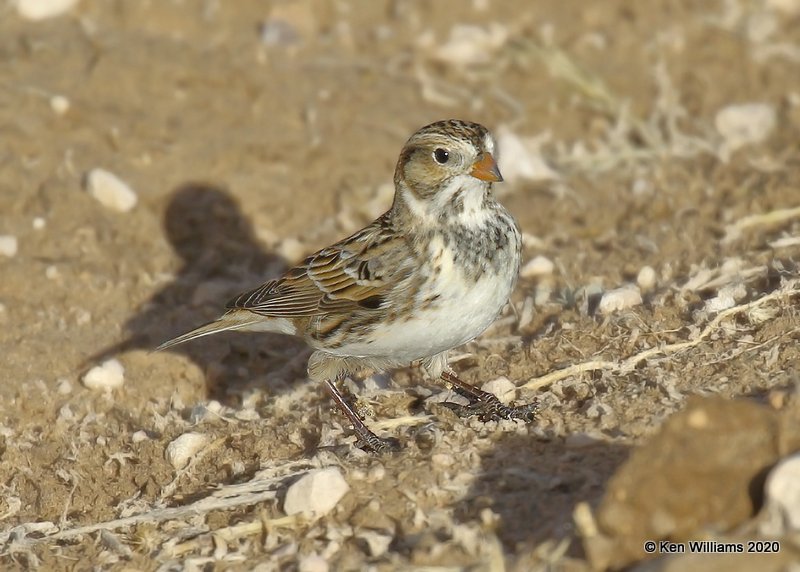 Lapland Longspur, Cimarron Co, OK, 2-1-20, Jpa_07537.jpg