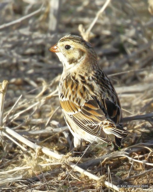 Lapland Longspur, Cimarron Co, OK, 2-1-20, Jpa_07563.jpg