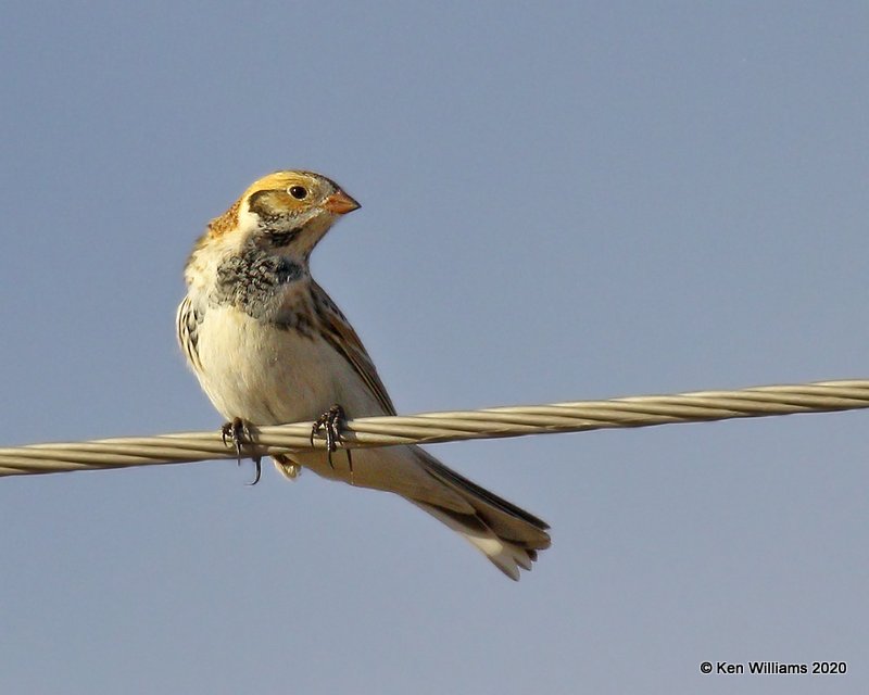 Lapland Longspur, Cimarron Co, OK, 2-1-20, Jpa_07583.jpg