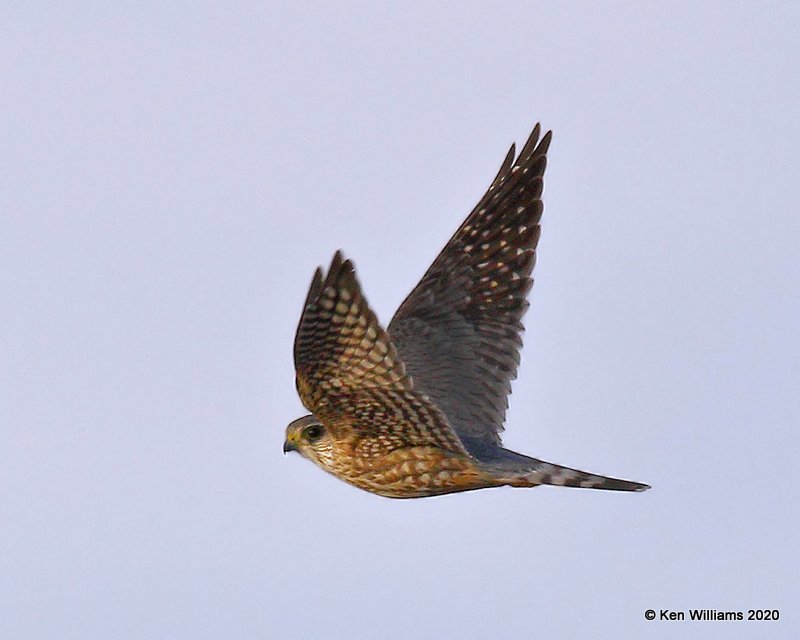 Merlin, Cimarron Co, OK, 2-1-20, Jpa_07894.jpg