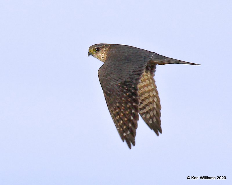 Merlin, Cimarron Co, OK, 2-1-20, Jpa_07895.jpg