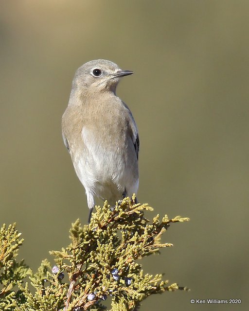 Mountain Bluebird female, Cimarron Co, OK, 2-2-20, Jpa_08119.jpg