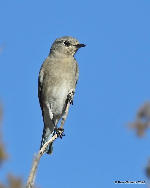 Mountain Bluebird female, Cimarron Co, OK, 2-2-20, Jpa_08196.jpg