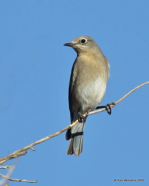 Mountain Bluebird female, Cimarron Co, OK, 2-2-20, Jpa_08225.jpg