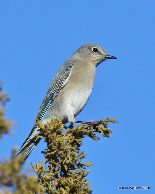 Mountain Bluebird female, Cimarron Co, OK, 2-2-20, Jpa_08255.jpg
