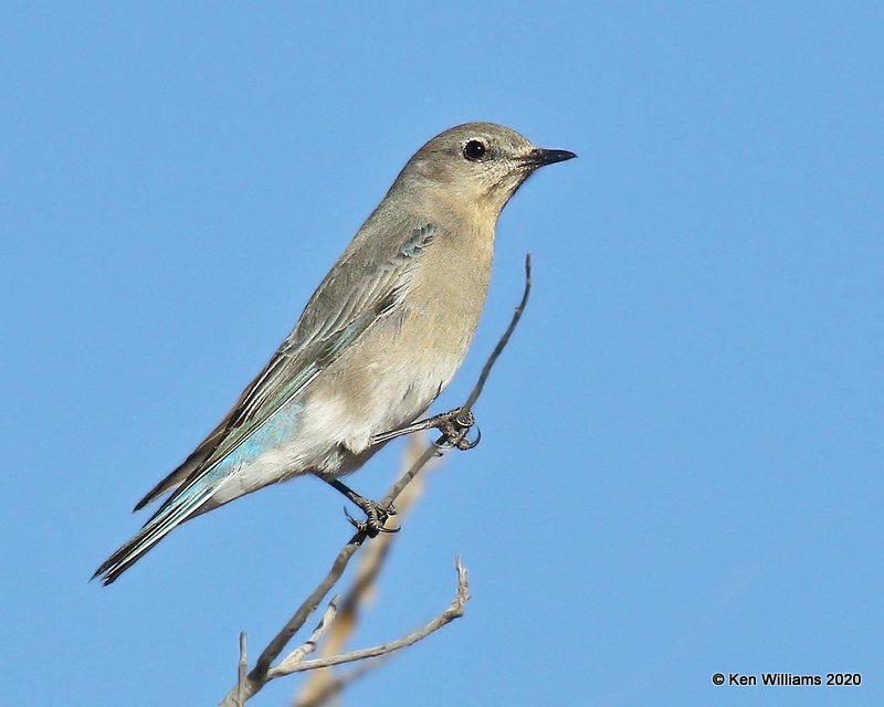 Mountain Bluebird female, Cimarron Co, OK, 2-2-20, Jpa_08258.jpg