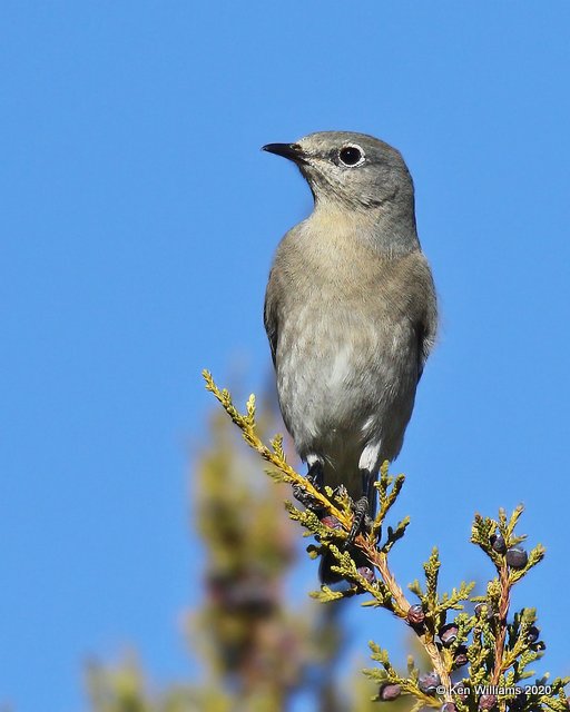 Mountain Bluebird female, Cimarron Co, OK, 2-2-20, Jpa_08326.jpg