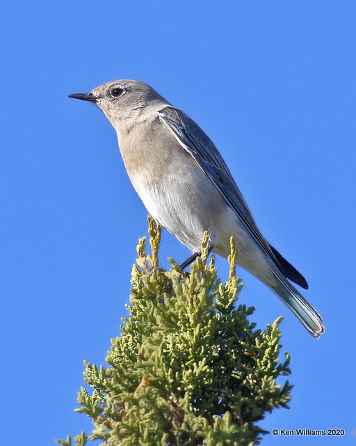 Mountain Bluebird female, Cimarron Co, OK, 2-2-20, Jpa_08342.jpg