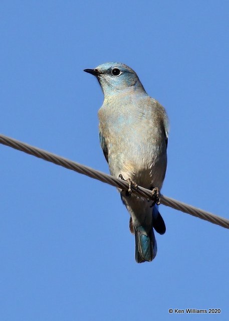 Mountain Bluebird male, Cimarron Co, OK, 2-2-20, Jpa_08063.jpg