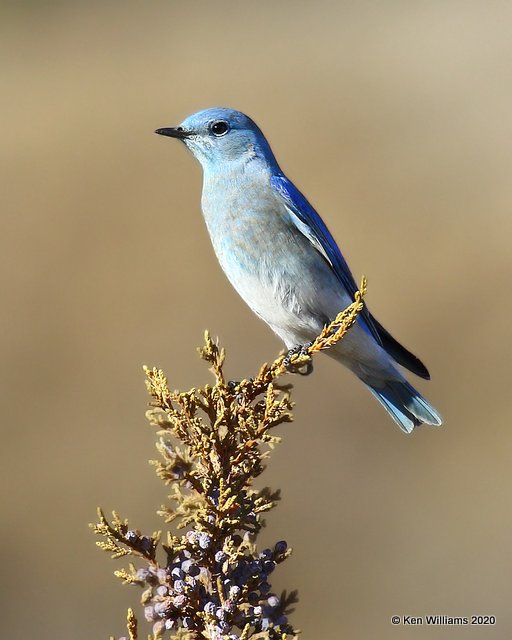 Mountain Bluebird male, Cimarron Co, OK, 2-2-20, Jpa_08108.jpg