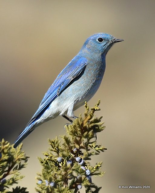 Mountain Bluebird male, Cimarron Co, OK, 2-2-20, Jpa_08132.jpg