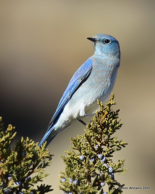 Mountain Bluebird male, Cimarron Co, OK, 2-2-20, Jpa_08146.jpg