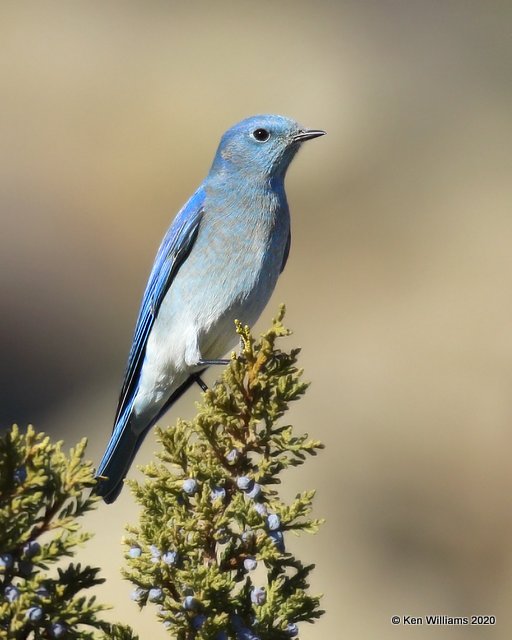 Mountain Bluebird male, Cimarron Co, OK, 2-2-20, Jpa_08161.jpg