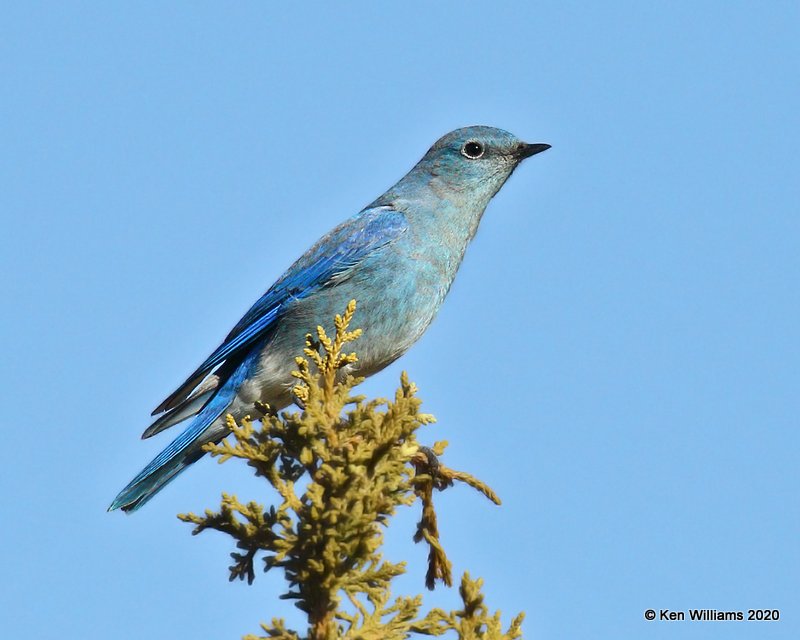 Mountain Bluebird male, Cimarron Co, OK, 2-2-20, Jpa_08178.jpg