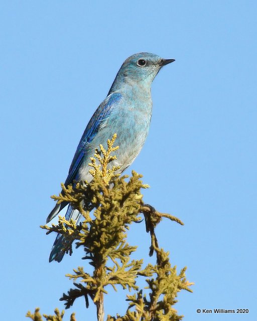 Mountain Bluebird male, Cimarron Co, OK, 2-2-20, Jpa_08181.jpg