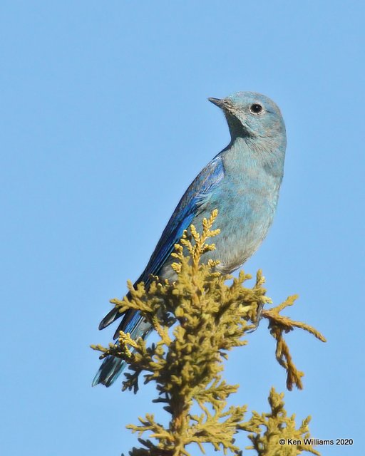 Mountain Bluebird male, Cimarron Co, OK, 2-2-20, Jpa_08190.jpg