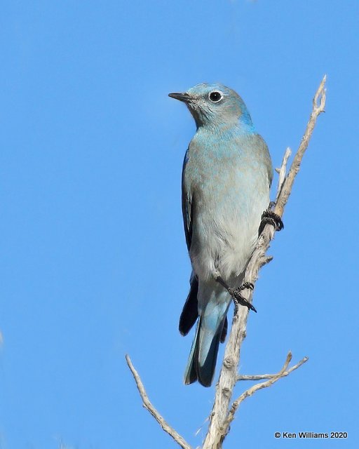 Mountain Bluebird male, Cimarron Co, OK, 2-2-20, Jpa_08218.jpg