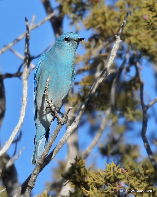 Mountain Bluebird male, Cimarron Co, OK, 2-2-20, Jpa_08246.jpg