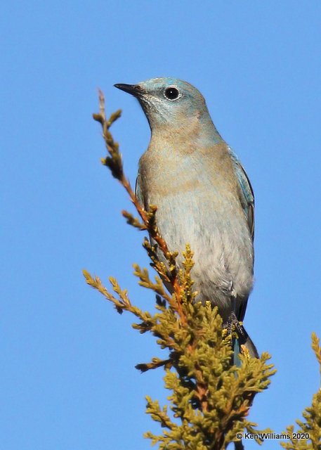 Mountain Bluebird male, Cimarron Co, OK, 2-2-20, Jpa_08282.jpg