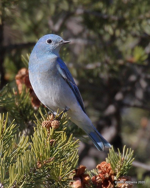 Mountain Bluebird male, Cimarron Co, OK, 2-2-20, Jpa_08372.jpg