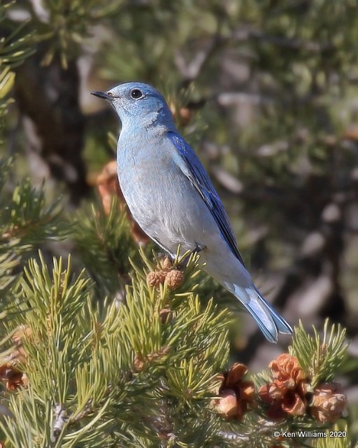 Mountain Bluebird male, Cimarron Co, OK, 2-2-20, Jpa_08382.jpg