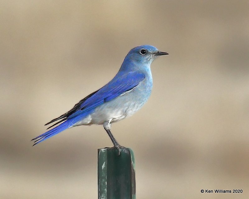 Mountain Bluebird male, Cimarron Co, OK, 2-2-20, Jpa_08658.jpg