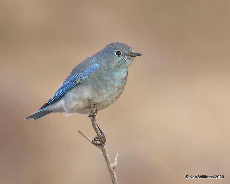 Mountain Bluebird male, Cimarron Co, OK, 2-2-20, Jpa_08724.jpg