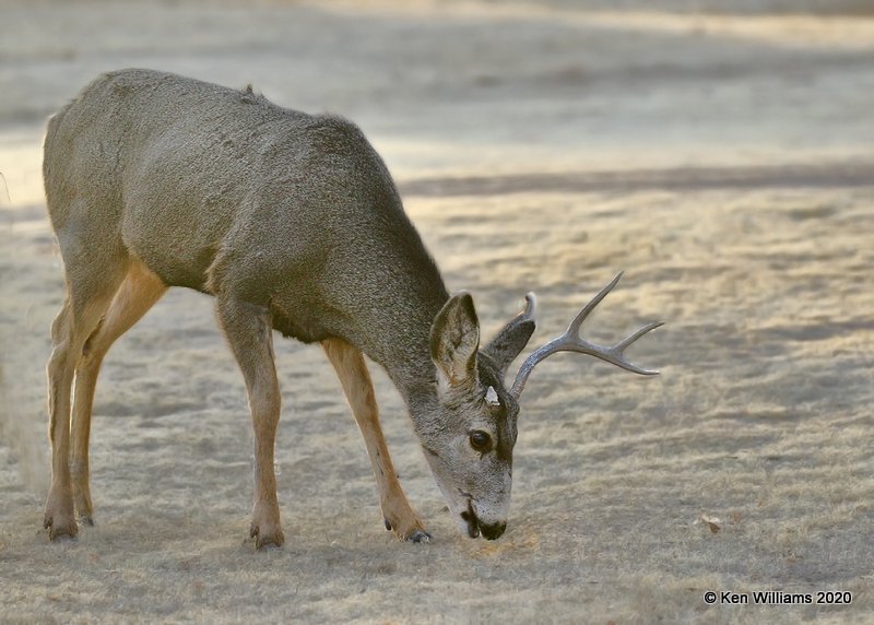 Mule Deer buck, Cimarron Co, OK, 2-2-20, Jpa_08780.jpg