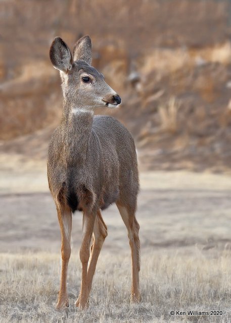 Mule Deer doe, Cimarron Co, OK, 2-2-20, Jpa_08754.jpg