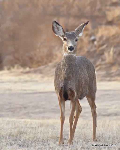 Mule Deer doe, Cimarron Co, OK, 2-2-20, Jpa_08758.jpg