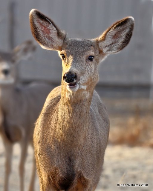 Mule Deer doe, Cimarron Co, OK, 2-2-20, Jpa_08778.jpg