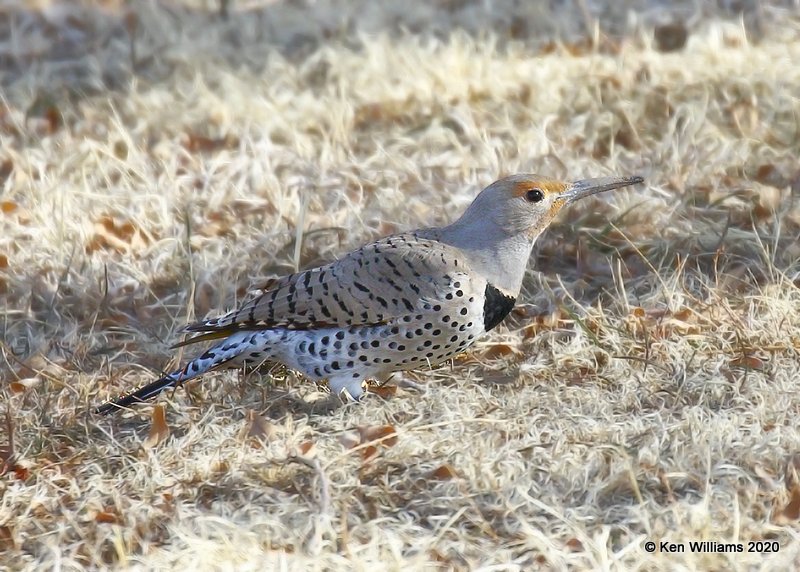 Northern Flicker female - Red Shafted, Cimarron Co, OK, 2-1-20, Jpa_07048.jpg