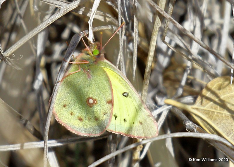 Orange Sulphur, Cimarron Co, OK, 2-1-20, Jpa_07100.jpg