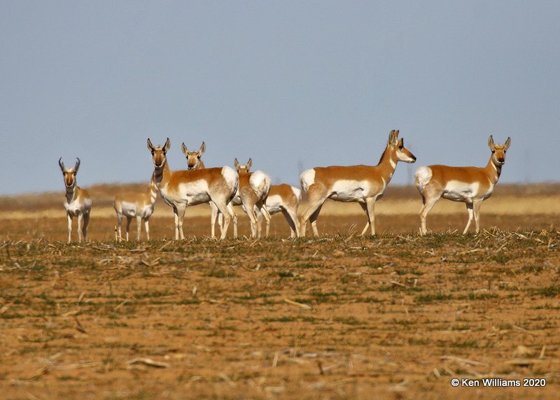 Pronghorns, Cimarron Co, OK, 2-1-20, Jpa_07297.jpg