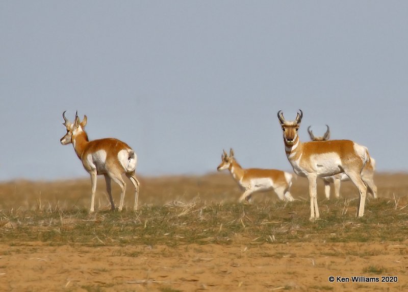 Pronghorns, Cimarron Co, OK, 2-1-20, Jpa_07304.jpg