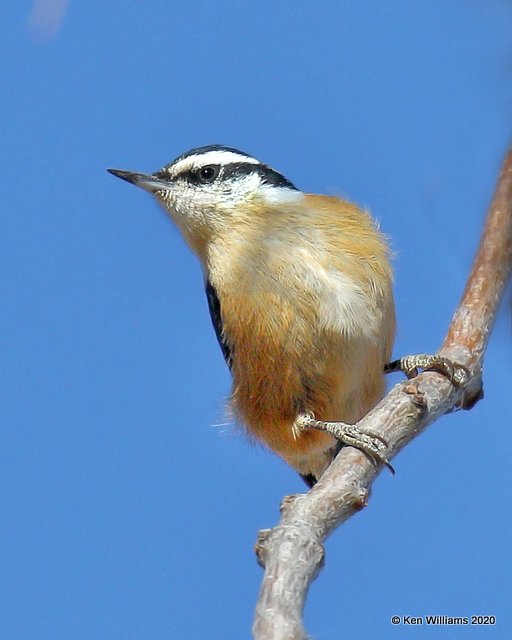 Red-breasted Nuthatch, Cimarron Co, OK, 2-2-20, Jpa_08563.jpg