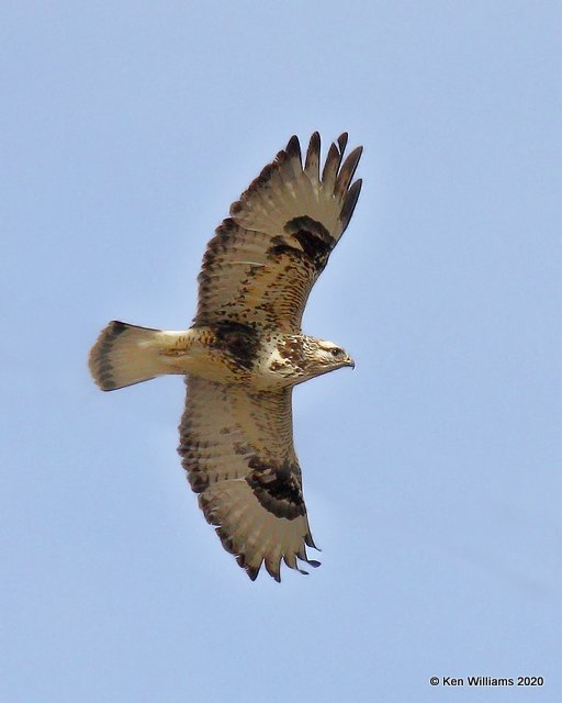 Rough-legged Hawk female, Cimarron Co, OK, 2-1-20, Jpa_07528.jpg