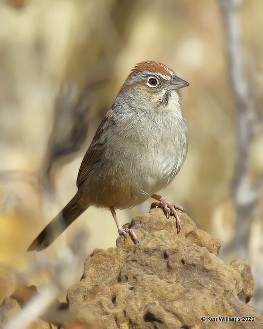Rufous-crowned Sparrow, Cimarron Co, OK, 2-1-20, Jpa_07103.jpg