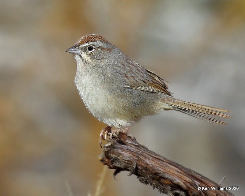 Rufous-crowned Sparrow, Cimarron Co, OK, 2-1-20, Jpa_07227.jpg