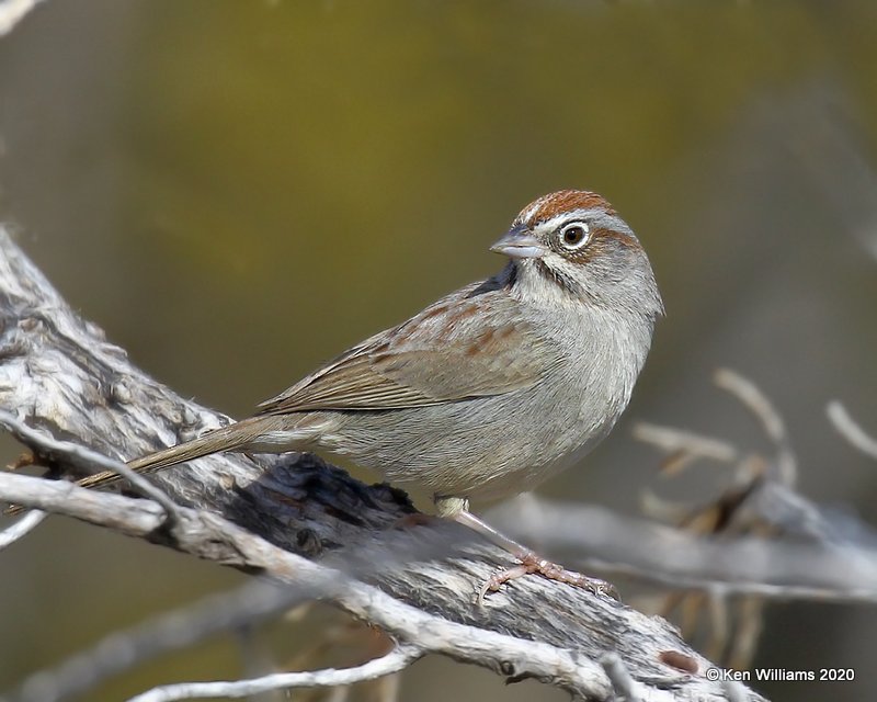 Rufous-crowned Sparrow, Cimarron Co, OK, 2-1-20, Jpa_07247.jpg