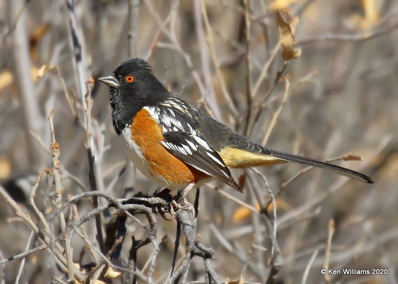 Spotted Towhee, Cimarron Co, OK, 2-2-20, Jpa_08536.jpg