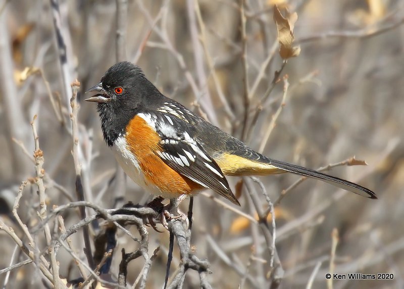 Spotted Towhee, Cimarron Co, OK, 2-2-20, Jpa_08540.jpg
