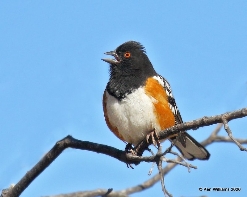 Spotted Towhee, Cimarron Co, OK, 2-2-20, Jpa_08547.jpg
