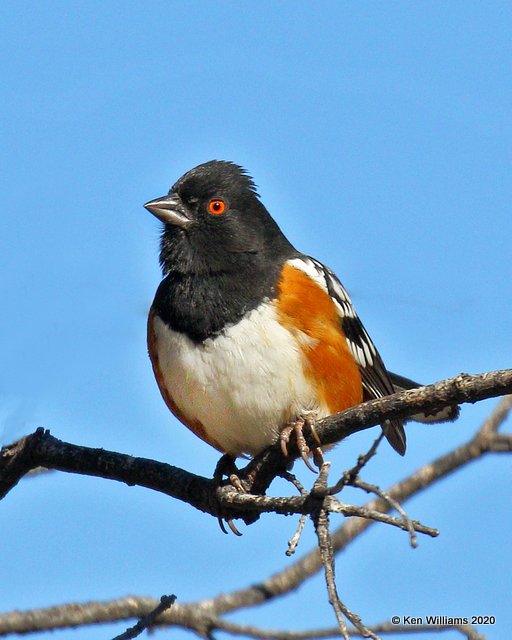 Spotted Towhee, Cimarron Co, OK, 2-2-20, Jpa_08549.jpg