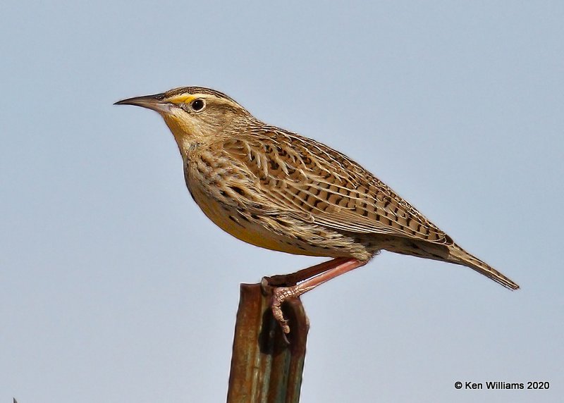 Western Meadowlark, Cimarron Co, OK, 2-1-20, Jpa_07334.jpg