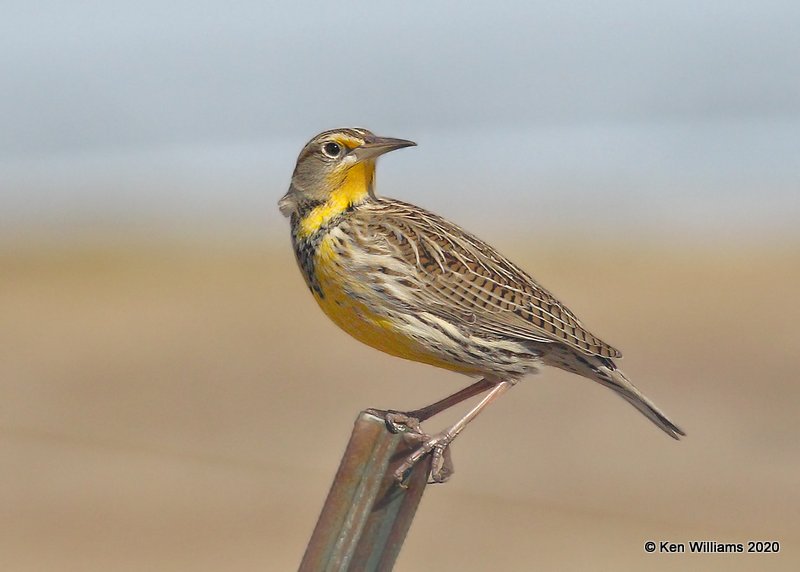 Western Meadowlark, Cimarron Co, OK, 2-1-20, Jpa_07355.jpg