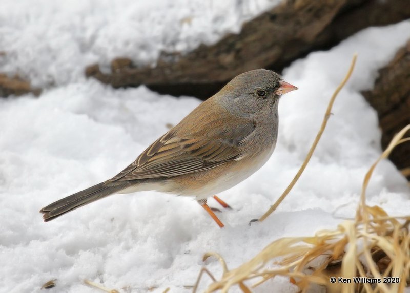 Dark-eyed Junco, Slate Colored subspecies, Rogers Co, OK, 2-6-20, Jpa_45737.jpg