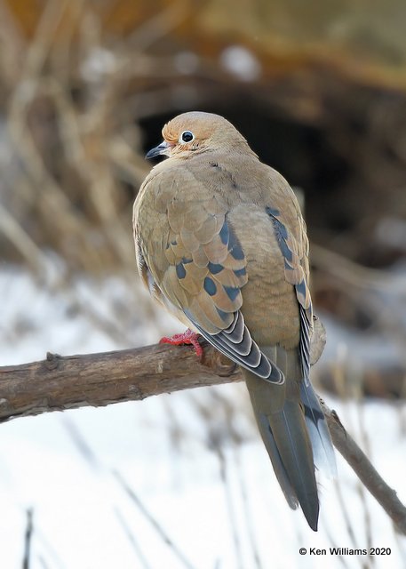 Mourning Dove, Rogers Co, OK, 2-5-20, Jpa_45690.jpg