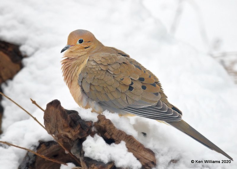 Mourning Dove, Rogers Co, OK, 2-5-20, Jpa_45694.jpg